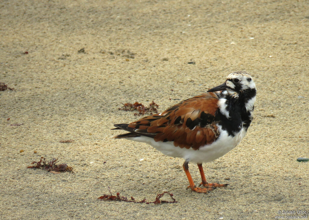 Ruddy Turnstoneadult breeding