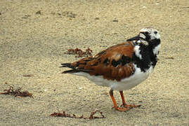 Ruddy Turnstone