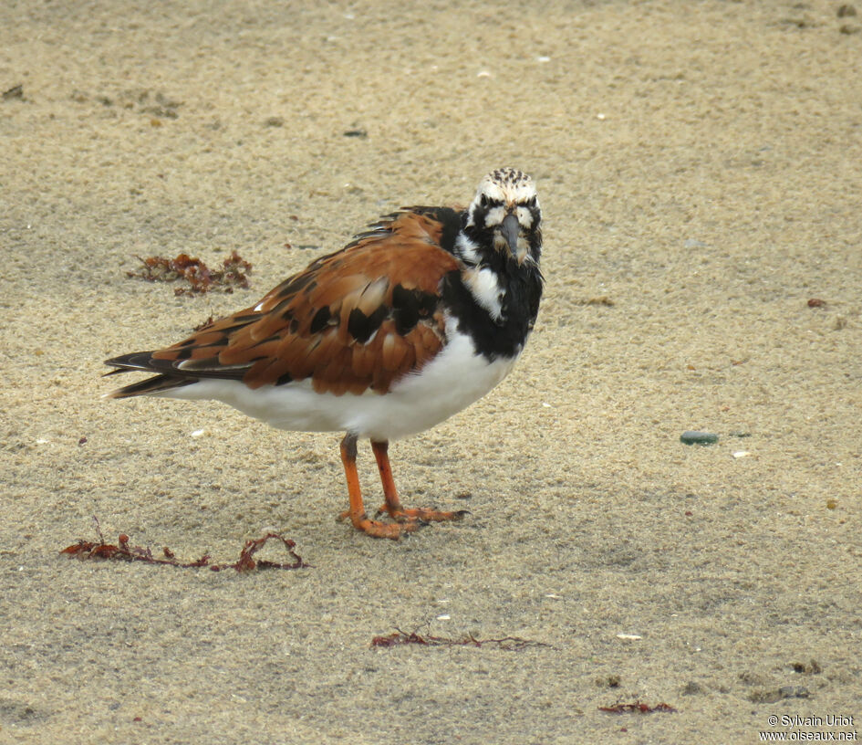 Ruddy Turnstoneadult breeding