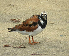 Ruddy Turnstone