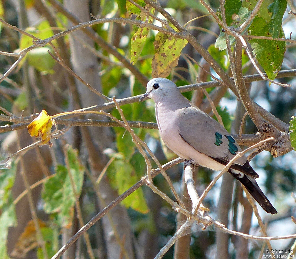 Emerald-spotted Wood Doveadult