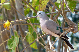 Emerald-spotted Wood Dove