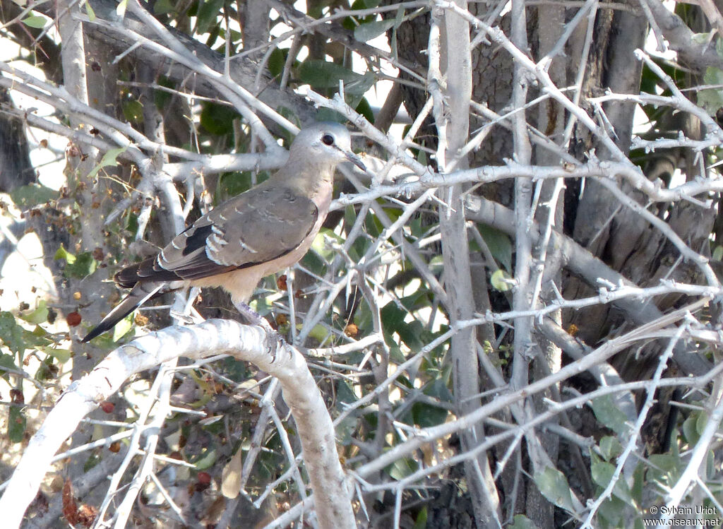 Emerald-spotted Wood Doveimmature