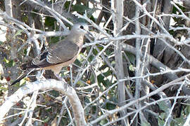 Emerald-spotted Wood Dove