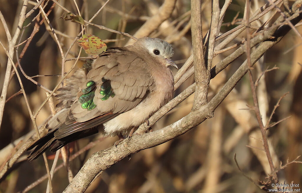 Emerald-spotted Wood Doveadult