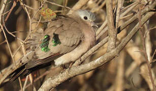 Emerald-spotted Wood Dove