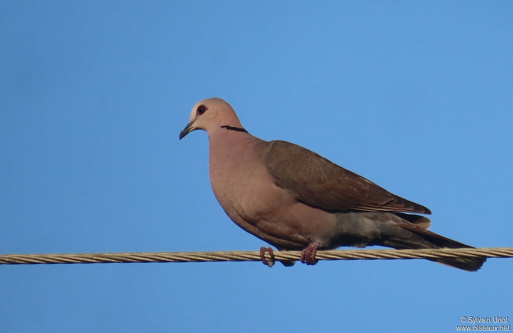 Red-eyed Doveadult