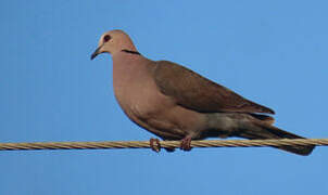 Red-eyed Dove