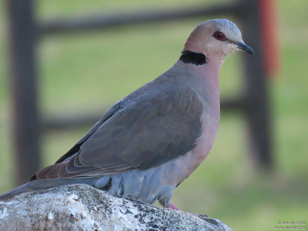 Red-eyed Doveadult