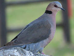 Red-eyed Dove