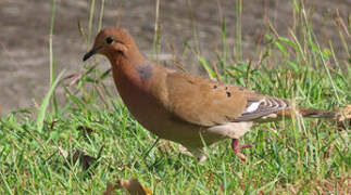 Zenaida Dove