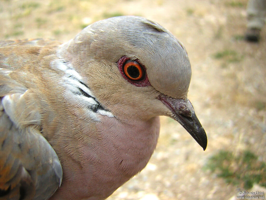 Tourterelle des boisadulte, portrait