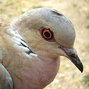 European Turtle Dove