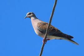 European Turtle Dove