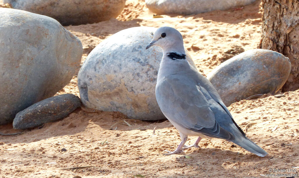 Ring-necked Doveadult