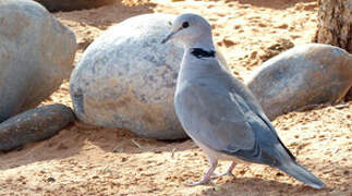 Ring-necked Dove