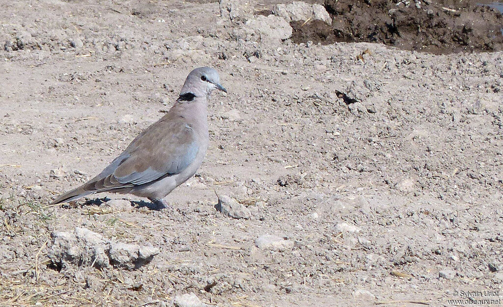 Ring-necked Doveadult