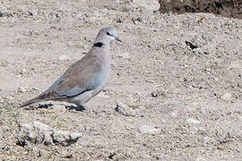 Ring-necked Dove