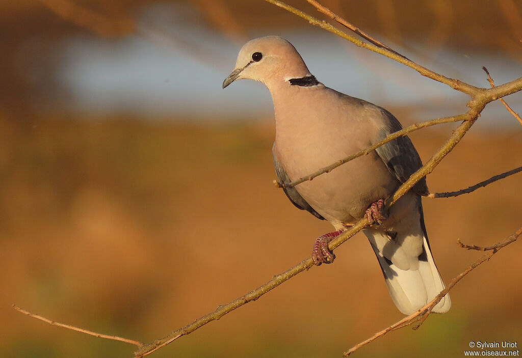 Ring-necked Doveadult