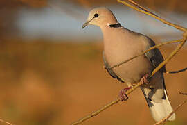 Ring-necked Dove