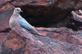 Laughing Dove