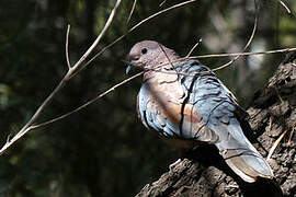 Laughing Dove