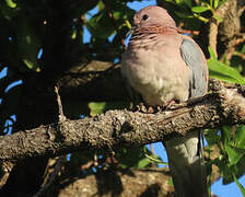 Laughing Dove