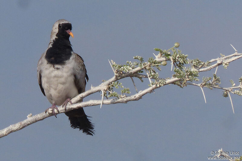 Namaqua Dove male adult