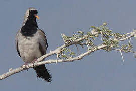 Namaqua Dove