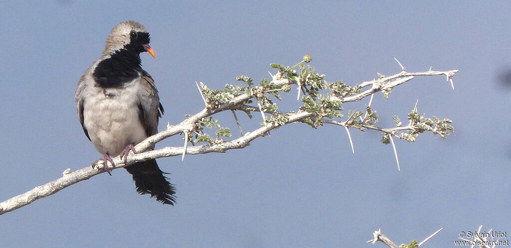 Namaqua Dove male adult, identification