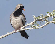 Namaqua Dove