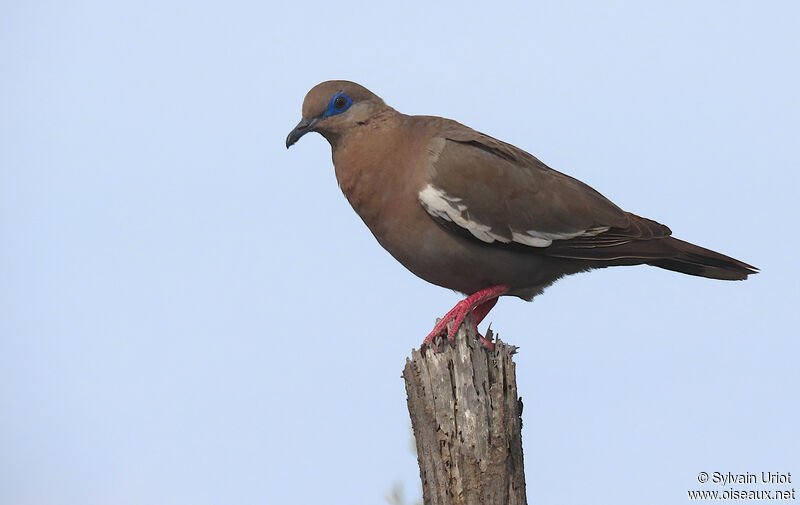 West Peruvian Doveadult