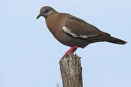 West Peruvian Dove