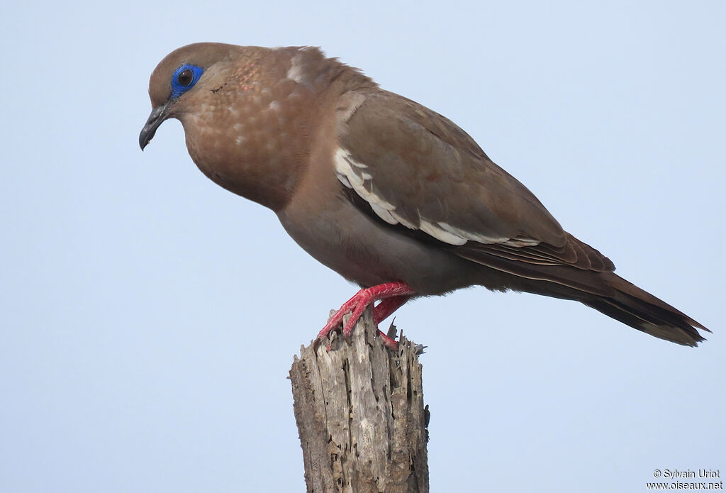 West Peruvian Doveadult