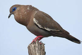 West Peruvian Dove