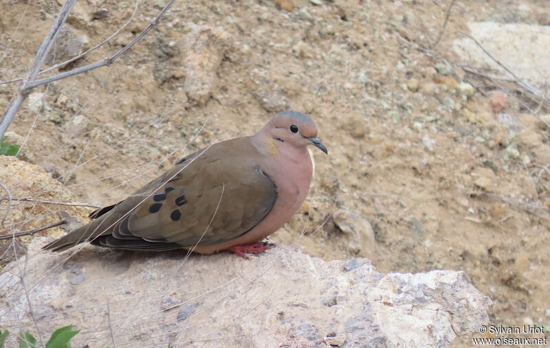 Eared Dove male adult