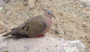 Eared Dove