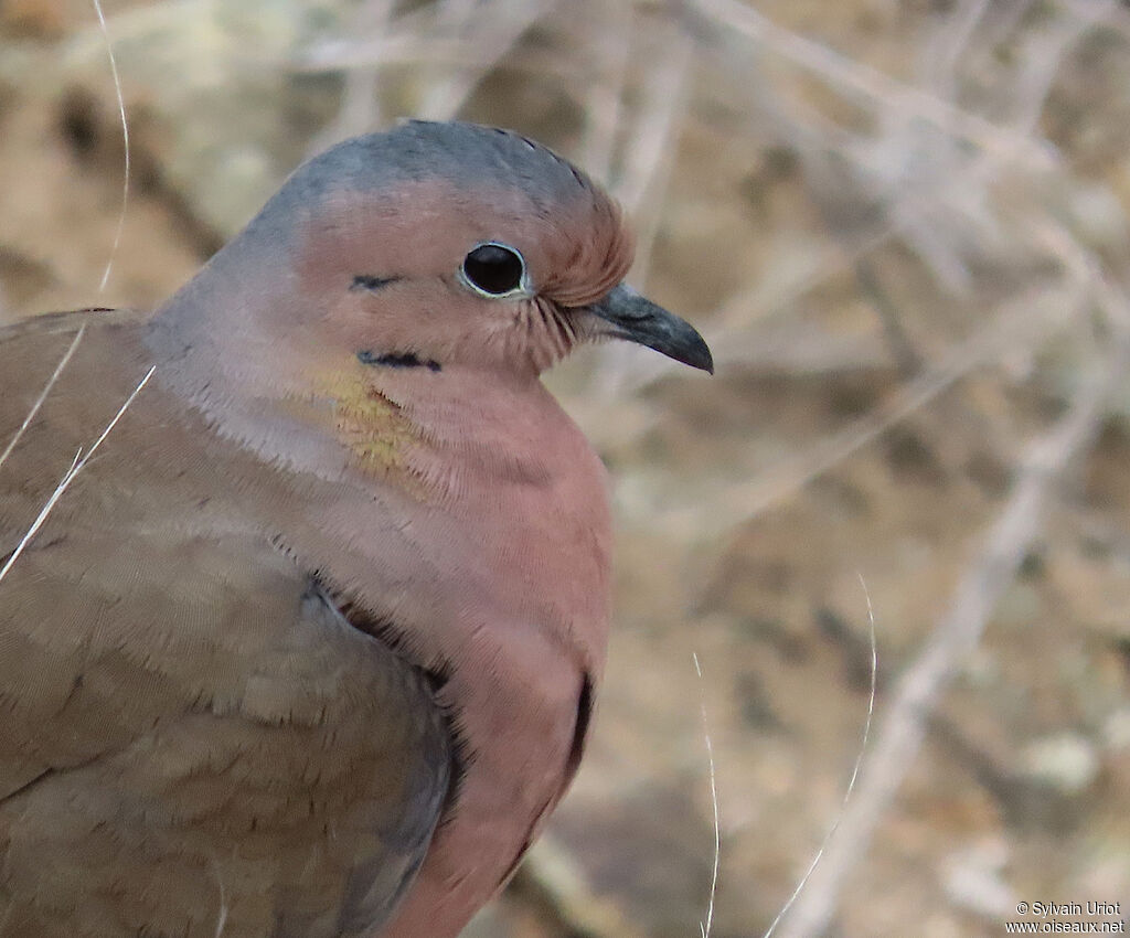 Eared Dove male adult