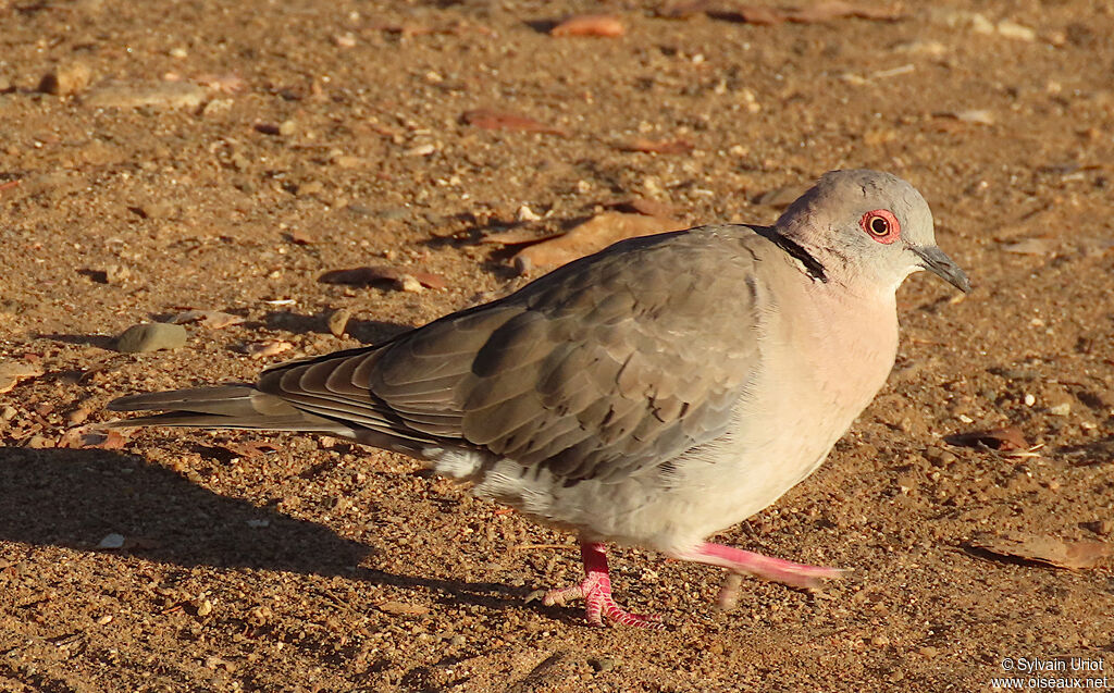 Mourning Collared Doveadult