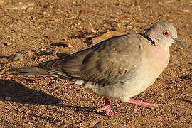 Mourning Collared Dove