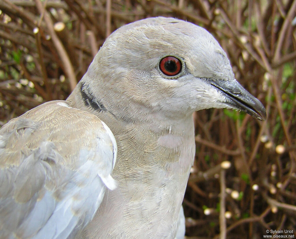 Eurasian Collared Doveimmature, close-up portrait