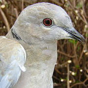 Eurasian Collared Dove