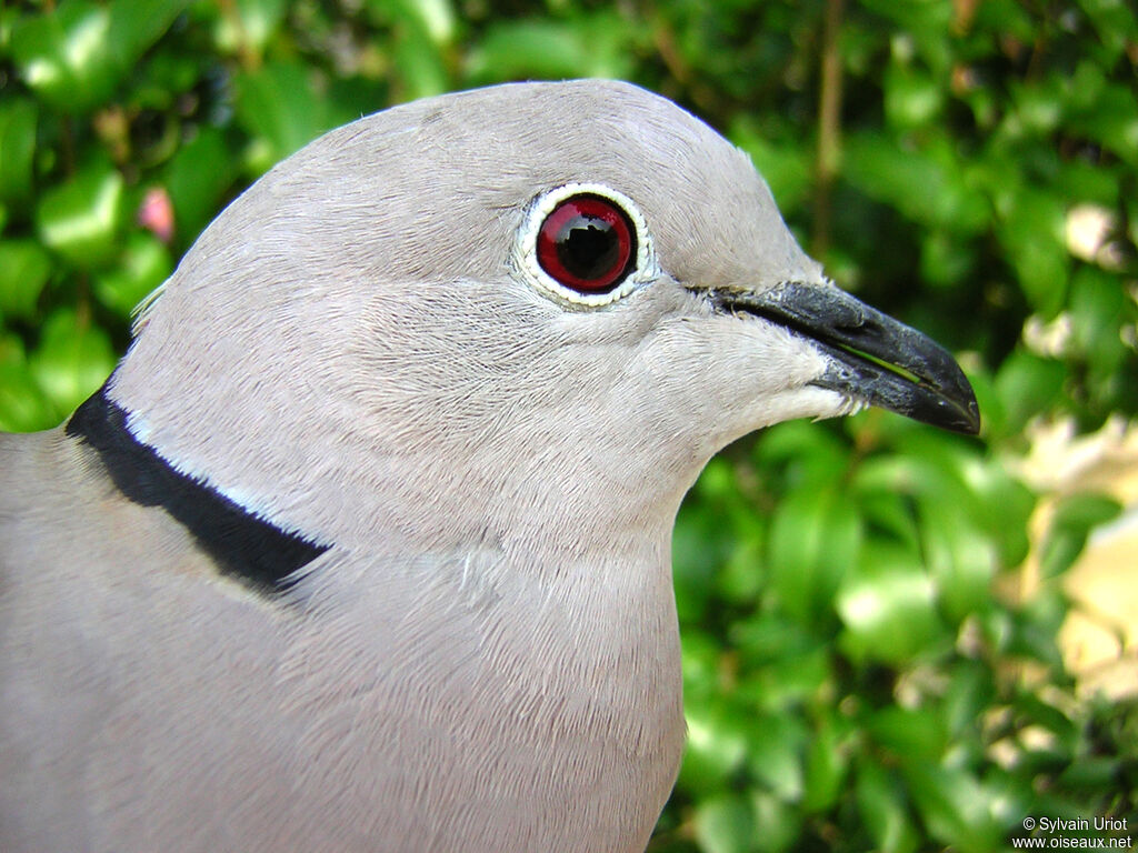 Eurasian Collared Doveadult, close-up portrait