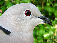 Eurasian Collared Dove