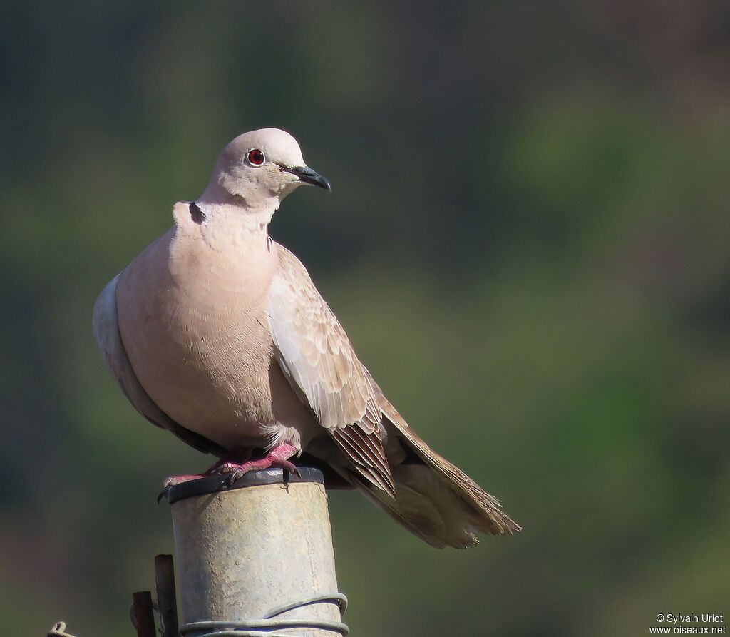 Eurasian Collared Doveadult