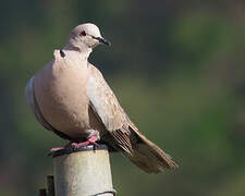 Eurasian Collared Dove