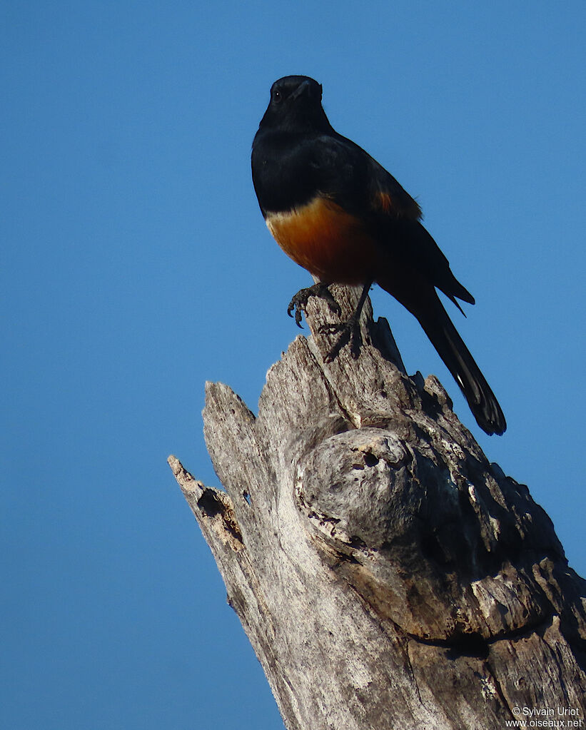 Mocking Cliff Chat male adult