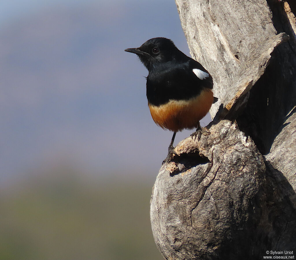 Mocking Cliff Chat male adult