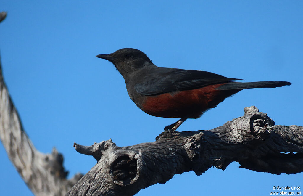 Mocking Cliff Chat female adult