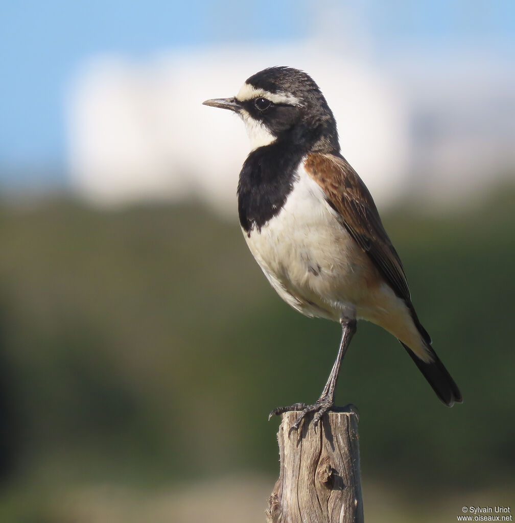 Capped Wheatearadult